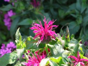 Niedrige Indianernessel 'Balmy Purple', Monarda didyma 'Balmy Purple', Containerware