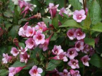 Niedrige Weigelie &#8218;Minuet&#8216;, 30-40 cm, Weigela &#8218;Minuet&#8216;, Containerware