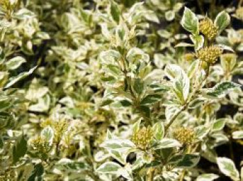 Niedriger Rotholz-Hartriegel &#8218;White Gold&#8216;, 60-80 cm, Cornus sericea &#8218;White Gold&#8216;, Containerware