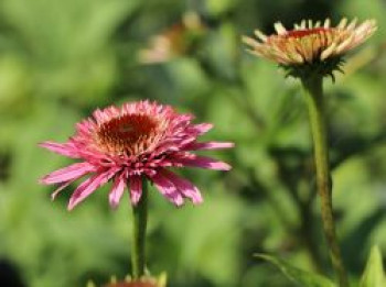 Niedriger Scheinsonnenhut 'Butterfly Kisses' ®, Echinacea purpurea 'Butterfly Kisses' ®, Containerware