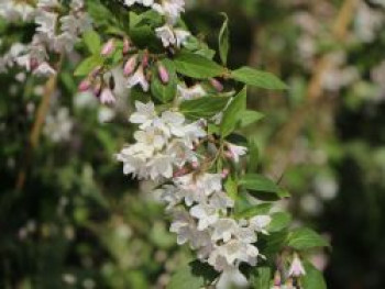 Niedriger Sternchenstrauch / Niedriger Maiblumenstrauch, 40-60 cm, Deutzia rosea, Containerware