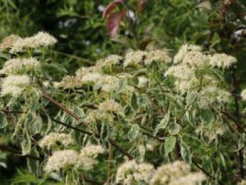 Niedriger Weißbunter Etagen-Hartriegel &#8218;Argentea&#8216;, 40-60 cm, Cornus alternifolia &#8218;Argentea&#8216;, Containerware