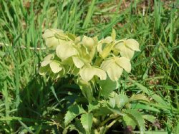 Nieswurz 'Green Dwarf', Helleborus argutifolius 'Green Dwarf', Topfware