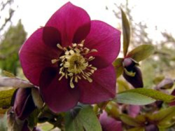 Orientalischer Nieswurz / Christrose &#8218;Pretty Ellen Red&#8216;, Helleborus x orientalis &#8218;Pretty Ellen Red&#8216;, Topfware