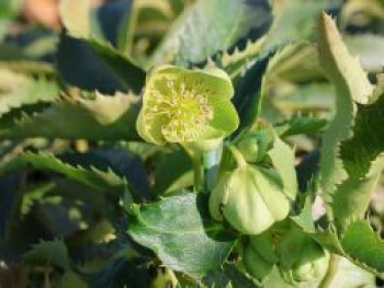 Nieswurz 'Silver Lace', Helleborus argutifolius 'Silver Lace', Topfware