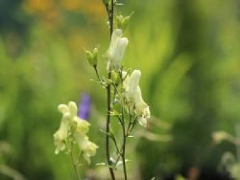 Nördlicher Eisenhut &#8218;Ivorine&#8216;, Aconitum lycoctonum subsp. vulparia &#8218;Ivorine&#8216;, Topfware