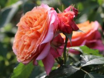 Nostalgie®-Edelrose 'Mary Ann' ®, Rosa 'Mary Ann' ®, Containerware