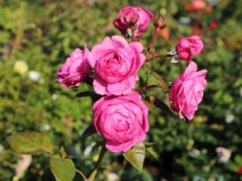 Nostalgie®-Edelrose &#8218;Romina&#8216; ®, Rosa &#8218;Romina&#8216; ® ADR-Rose, Containerware