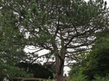 Österreichische Schwarz-Kiefer, 10-20 cm, Pinus nigra ssp. nigra, Topfware