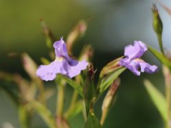 Offene Gauklerblume, Mimulus ringens, Topfware