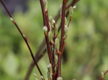 Ohrweide / Salbeiweide, 60-100 cm, Salix aurita, Containerware