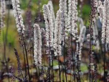 Oktober Silberkerze 'Brunette', Cimicifuga simplex 'Brunette', Topfware