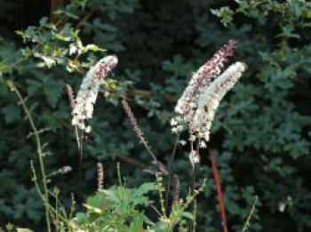 Oktober-Silberkerze &#8218;White Pearl&#8216;, Cimicifuga simplex &#8218;White Pearl&#8216;, Containerware