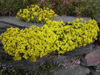 Olymp-Felsenblümchen, Draba bruniifolia, Topfware