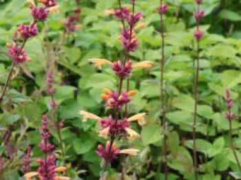 Orangen-Duftnessel 'Mango Tango', Agastache aurantiaca 'Mango Tango', Topfware