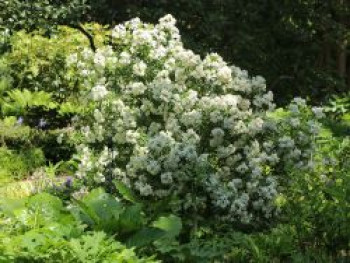 Orangenblume 'Aztec Pearl', 20-30 cm, Choisya ternata 'Aztec Pearl', Containerware