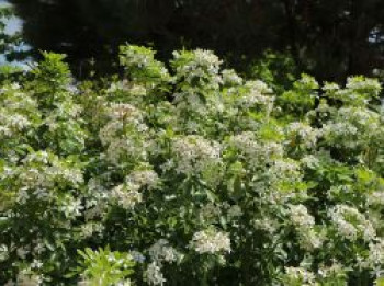 Orangenblume, 20-30 cm, Choisya ternata, Containerware