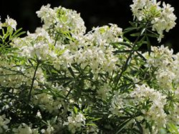 Orangenblume &#8218;White Dazzler&#8216;, 20-30 cm, Choisya ternata &#8218;White Dazzler&#8216;, Containerware