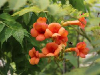 Orangerote Trompetenblume 'Mme Galen', 100-150 cm, Campsis tagliabuana 'Mme Galen', Containerware