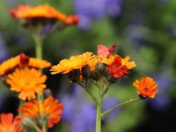 Orangerotes Habichtskraut, Hieracium aurantiacum, Topfware