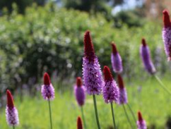 Orchideen-Primel &#8218;Red Hot Poker&#8216;, Primula vialii &#8218;Red Hot Poker&#8216;, Topfware