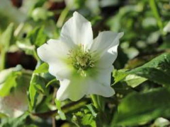 Orientalische Nieswurz / Christrose &#8218;Pretty Ellen White&#8216;, Helleborus x orientalis &#8218;Pretty Ellen White&#8216;, Topfware