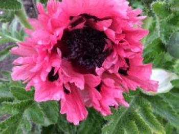 Orientalischer Klatschmohn &#8218;Pink Perfection&#8216;, Papaver orientale &#8218;Pink Perfection&#8216;, Topfware