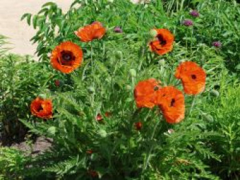 Orientalischer Mohn &#8218;Beauty of Livermere&#8216;, Papaver orientale &#8218;Beauty of Livermere&#8216;, Topfware