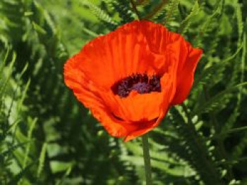 Orientalischer Mohn &#8218;Brillant&#8216;, Papaver orientale &#8218;Brillant&#8216;, Topfware