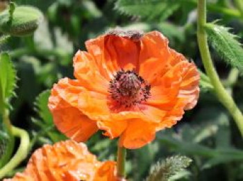 Orientalischer Mohn &#8218;Harvest Moon&#8216;, Papaver orientale &#8218;Harvest Moon&#8216;, Topfware