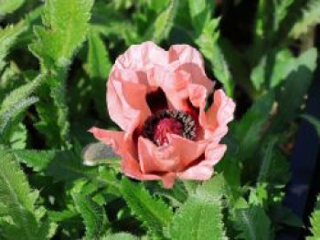 Orientalischer Mohn 'Helen Elizabeth', Papaver orientale 'Helen Elizabeth', Topfware