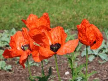 Orientalischer Mohn, Papaver orientale, Topfware