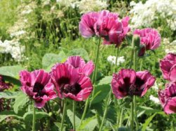 Orientalischer Mohn 'Manhattan', Papaver orientale 'Manhattan', Topfware