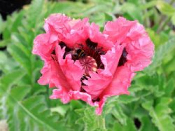 Orientalischer Mohn &#8218;Patty&#8217;s Plum&#8216;, Papaver orientale &#8218;Patty&#8217;s Plum&#8216;, Topfware