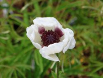 Orientalischer Mohn &#8218;Perry&#8217;s White&#8216;, Papaver orientale &#8218;Perry&#8217;s White&#8216;, Topfware