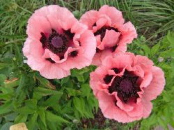 Orientalischer Mohn 'Princ. Victoria Louise', Papaver orientale 'Princ. Victoria Louise', Topfware