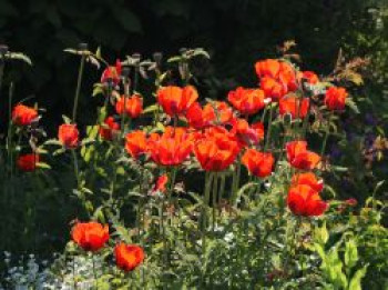 Orientalischer Mohn 'Rembrandt' ®, Papaver orientale 'Rembrandt' ®, Topfware