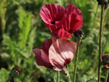 Orientalischer Mohn 'Royal Chocolate Distinction', Papaver orientale 'Royal Chocolate Distinction', Topfware