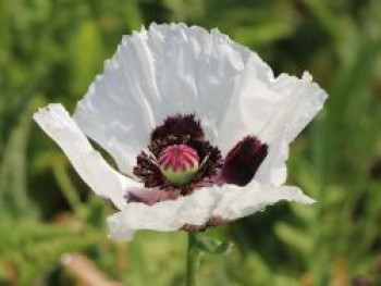 Orientalischer Mohn &#8218;Royal Wedding&#8216;, Papaver orientale &#8218;Royal Wedding&#8216;, Topfware