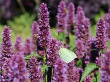 Ostasiatischer Riesenysop / Duftnessel 'Beelicious Purple', Agastache rugosa 'Beelicious Purple', Topfware