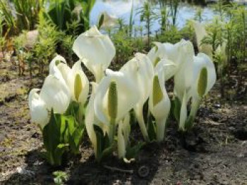 Ostasiatische Weiße Scheinkalla, Lysichiton camtschatcensis, Topfware