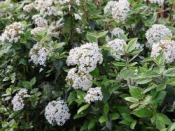 Oster-Schneeball, 40-60 cm, Viburnum burkwoodii, Containerware