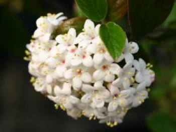 Oster-Schneeball 'Conoy', Stamm 40-50 cm, 50-70 cm, Viburnum x burkwoodii 'Conoy', Stämmchen