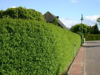 Ovalblättriger Liguster, 100-125 cm, Ligustrum ovalifolium, Containerware