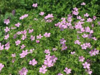 Oxford Garten Storchschnabel &#8218;Rose Clair&#8216;, Geranium x oxonianum &#8218;Rose Clair&#8216;, Topfware