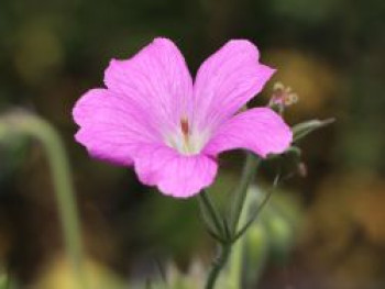 Oxford-Storchschnabel  &#8218;Claridge Druce&#8216;, Geranium x oxonianum &#8218;Claridge Druce&#8216;, Topfware