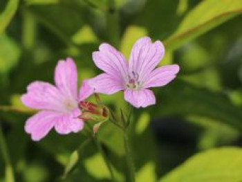 Oxford-Storchschnabel &#8218;Lady Moore&#8216;, Geranium x oxonianum &#8218;Lady Moore&#8216;, Topfware