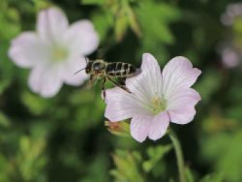 Oxford Storchschnabel &#8218;Rebecca Moss&#8216;, Geranium x oxonianum &#8218;Rebecca Moss&#8216;, Topfware