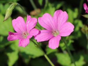 Oxford Storchschnabel &#8218;Rosenlicht, Geranium x oxonianum &#8218;Rosenlicht&#8216;, Topfware