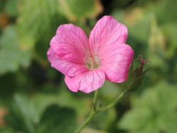 Oxford-Storchschnabel &#8218;Wargrave Pink&#8216;, Geranium x oxonianum &#8218;Wargrave Pink&#8216;, Containerware